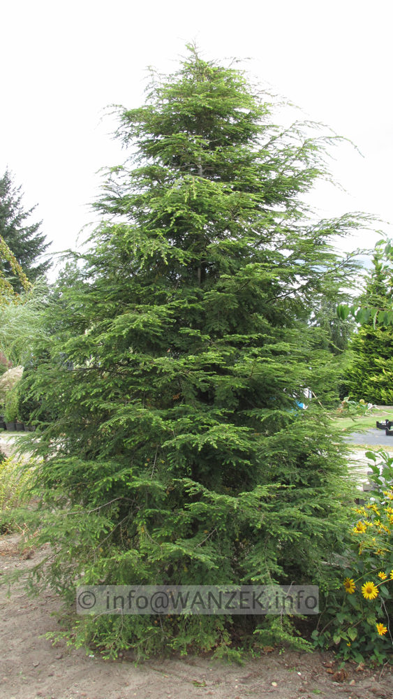 Tsuga canadensis 4m Sol schmal.JPG